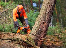 Best Tree Risk Assessment  in Charleston, IL